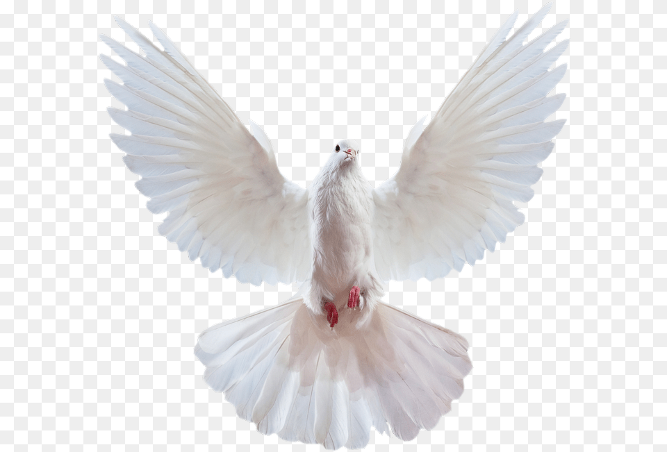 Pigeon Images Transparent Background Dove, Animal, Bird Free Png