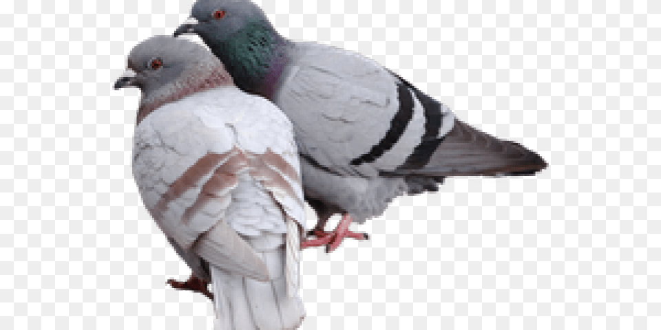 Pigeon Images Pigeon, Animal, Bird, Dove, Fish Free Png