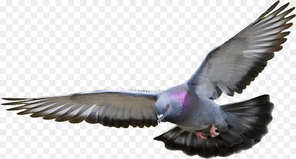 Pigeon Images Pigeon, Animal, Bird, Dove Png