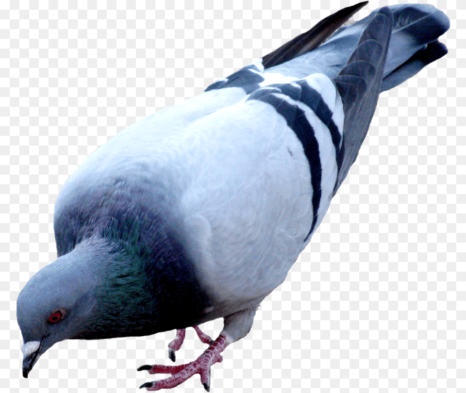 Pigeon Images Pigeon, Animal, Bird, Dove Free Transparent Png