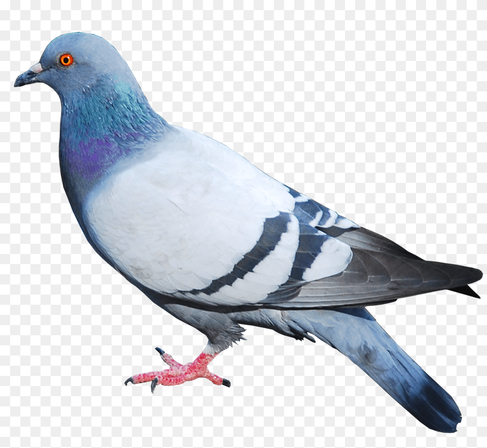 Pigeon Images Pigeon Pictures, Animal, Bird, Dove Free Png Download