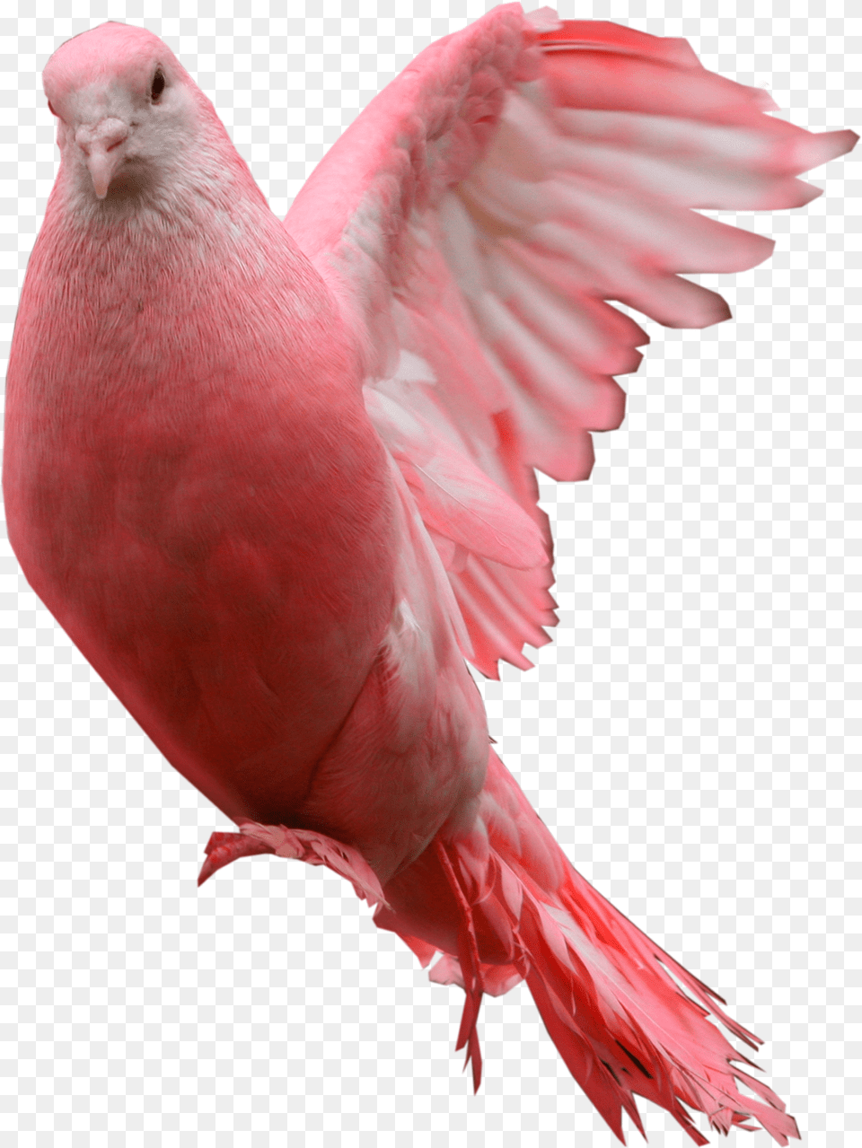 Pigeon Images Pink Pigeon, Animal, Bird Png
