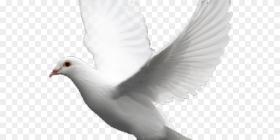 Pigeon Images White Pigeon Flying, Animal, Bird, Dove, Person Png Image