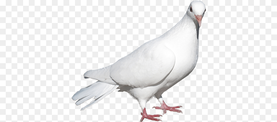 Pigeon In Black Background, Animal, Bird, Dove Free Png