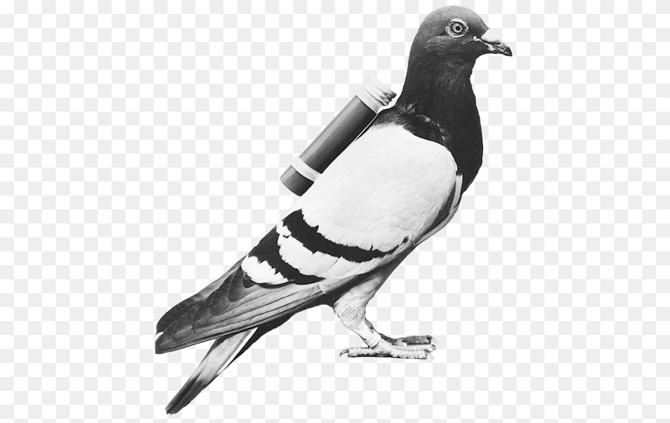Pigeon Konfest, Animal, Bird Free Transparent Png