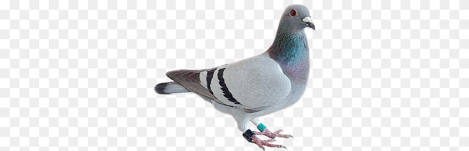 Pigeon Looking, Animal, Bird, Dove Free Png