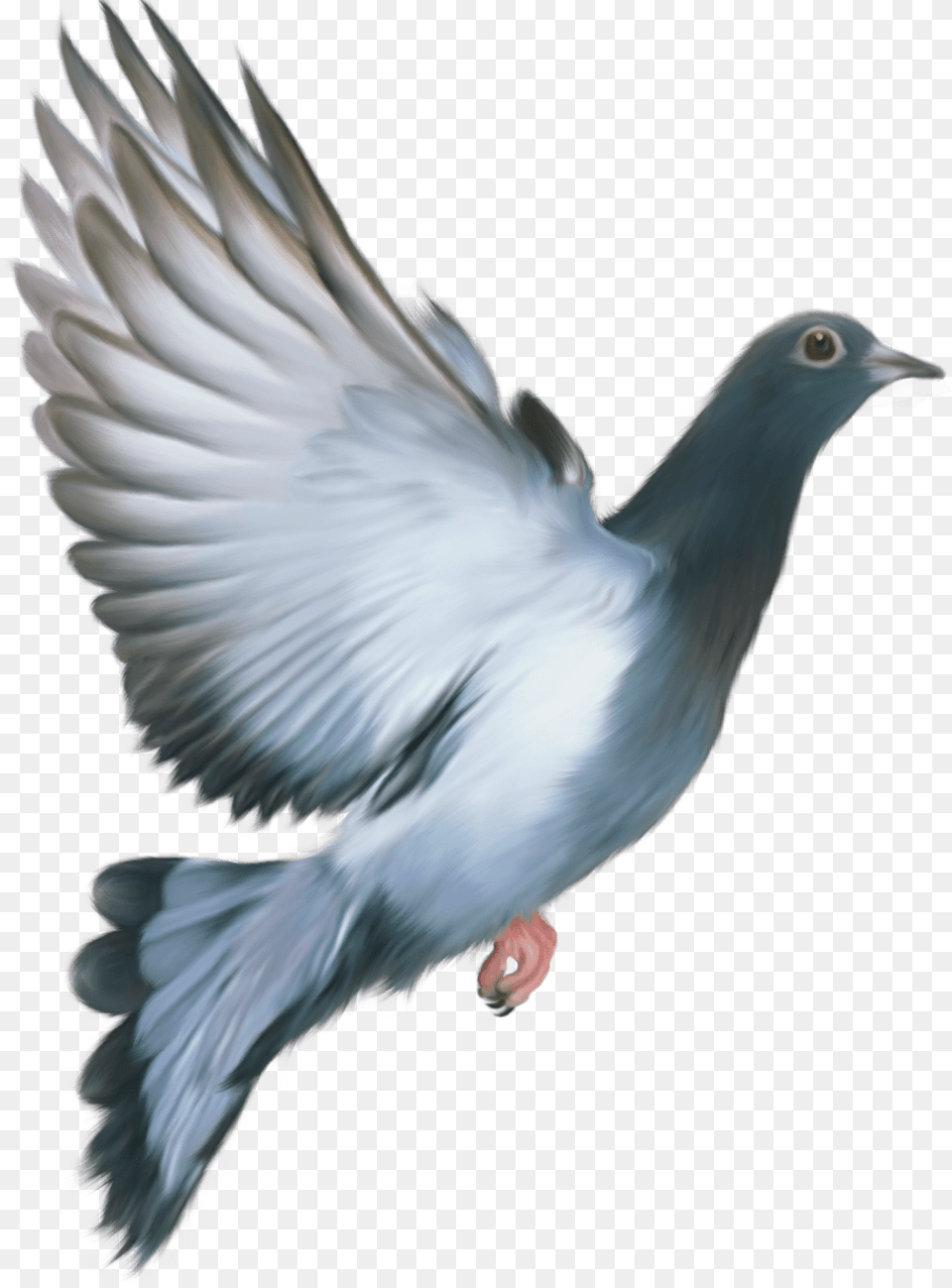 Pigeon Love My India Happy Republic Day, Animal, Bird, Dove Free Png