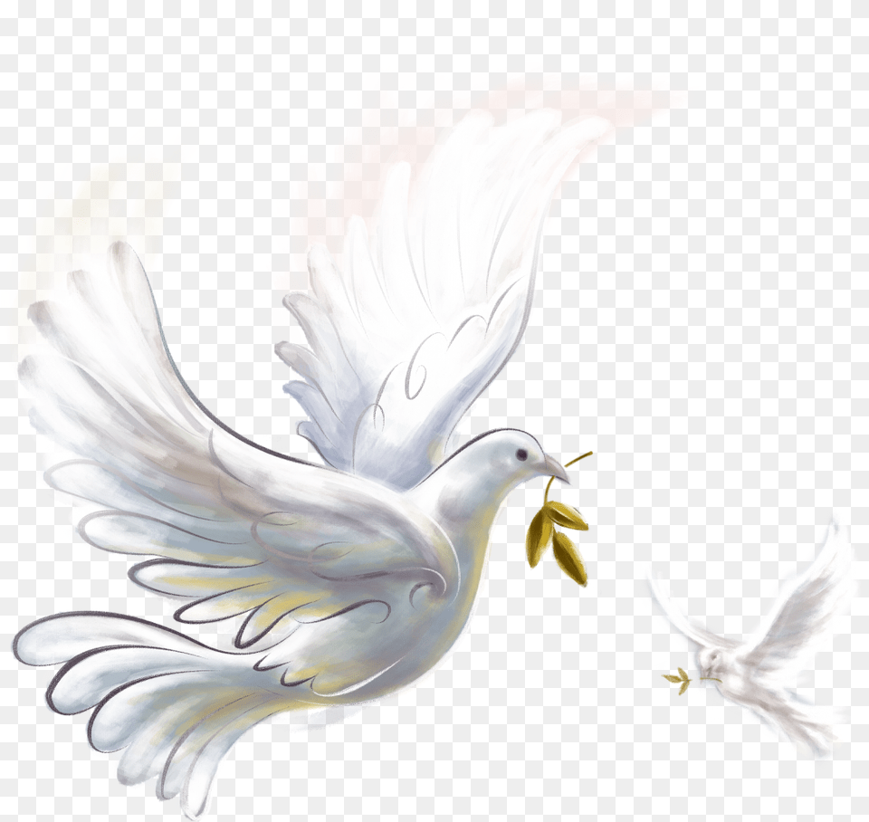 Pigeon Peace Dove, Animal, Bird Png