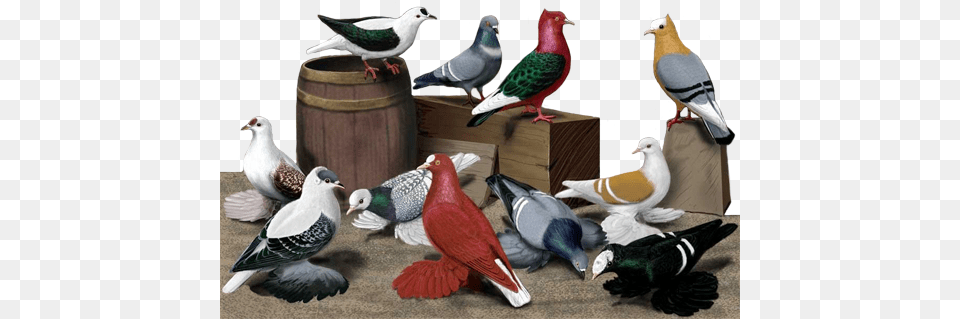 Pigeon Photos, Animal, Bird, Dove Png