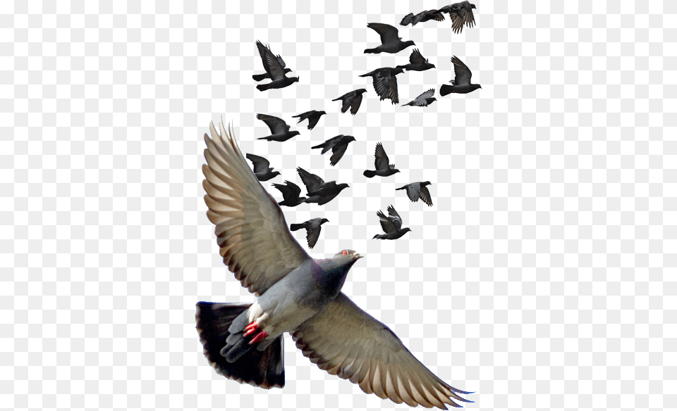 Pigeon Photos Pigeon Fly Hd, Animal, Bird, Adult, Female Free Png