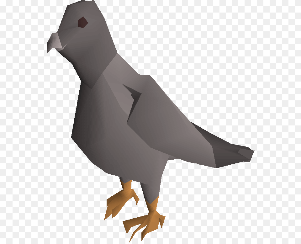 Pigeon Pigeon, Animal, Bird, Adult, Female Free Png