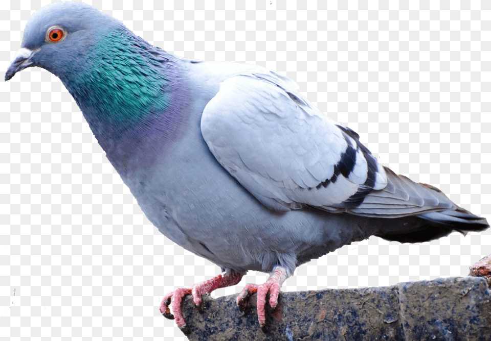 Pigeon Pigeon On Background, Animal, Bird, Dove Free Transparent Png