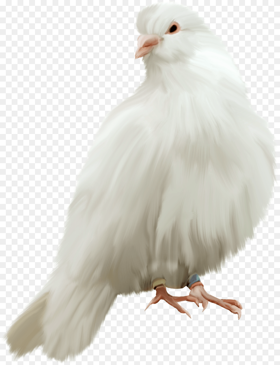 Pigeon Pigeons For Edit, Animal, Bird, Person, Adult Free Transparent Png