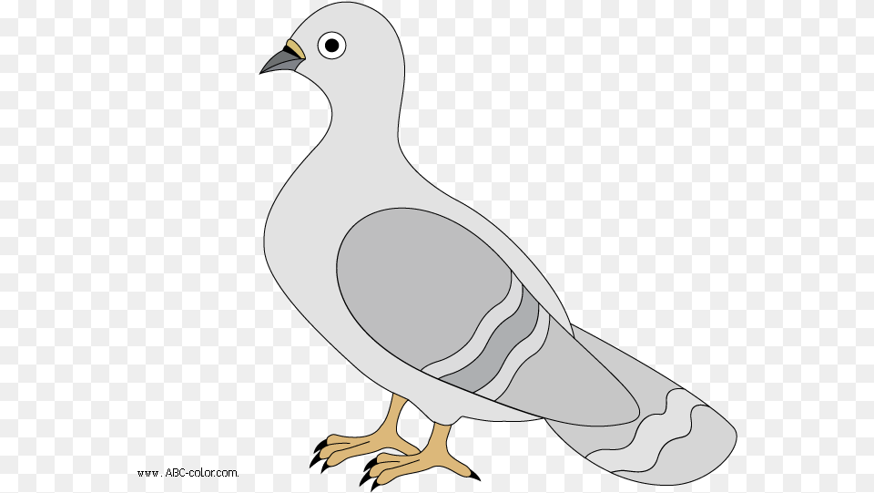 Pigeon Raster Clipart Golub Malyunok, Animal, Bird, Dove Png