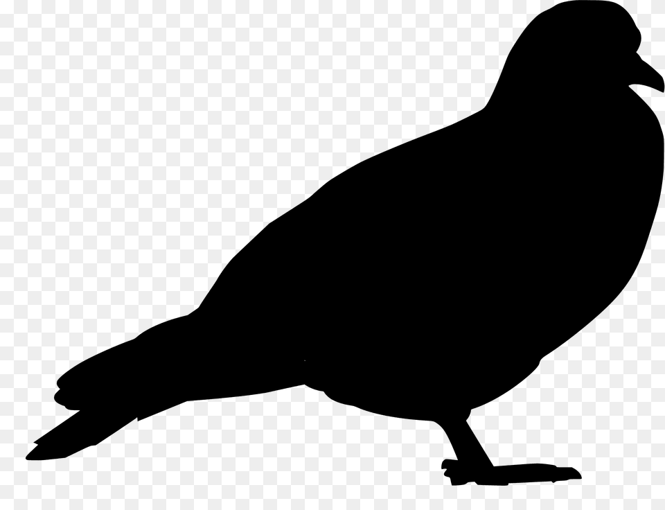 Pigeon Silhouette, Animal, Bird, Blackbird Free Png