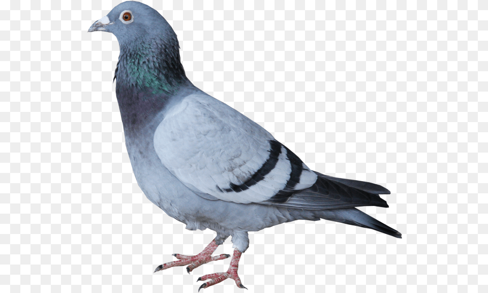 Pigeon Taube Grau, Animal, Bird, Dove Png