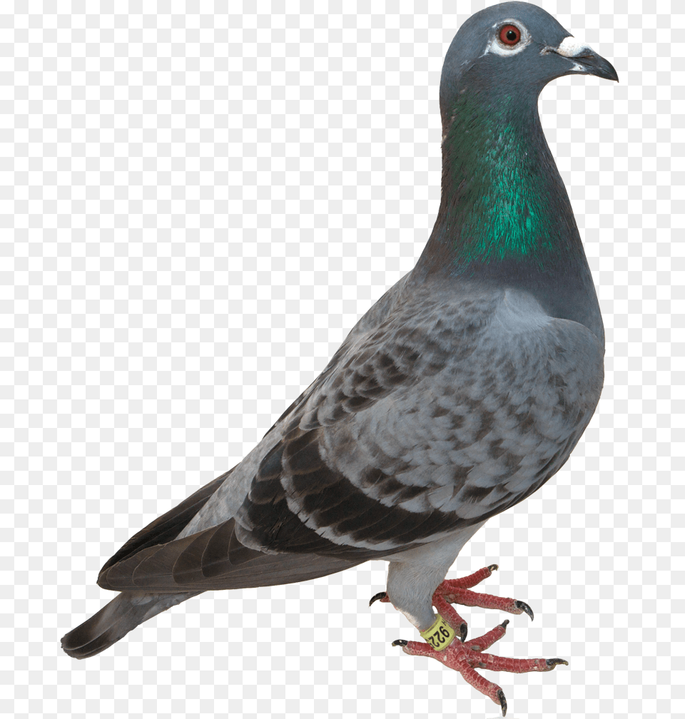 Pigeon Transparent, Animal, Bird, Dove Free Png Download