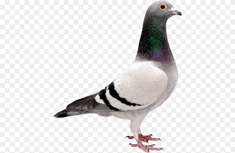 Pigeon Transparent Background Bird Free Images Transparent Background Pigeon Transparent, Animal, Dove Png Image