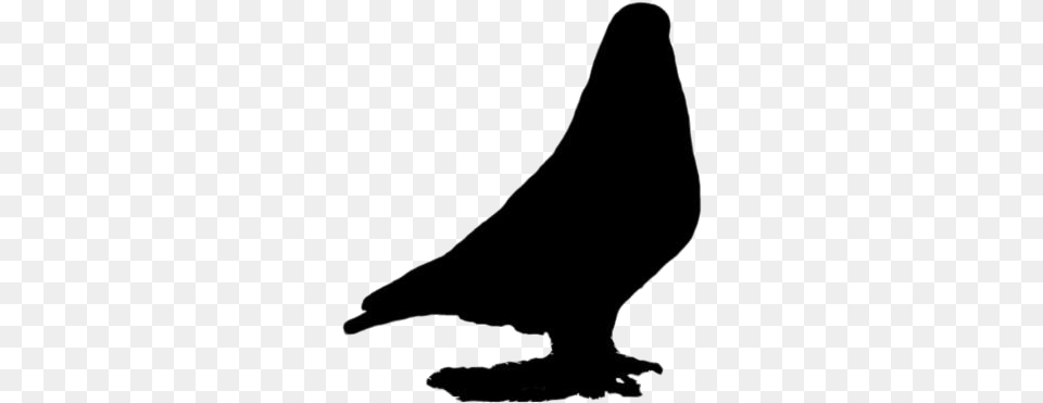 Pigeon Images Buzzard, Silhouette, Smoke Pipe, Animal Free Transparent Png