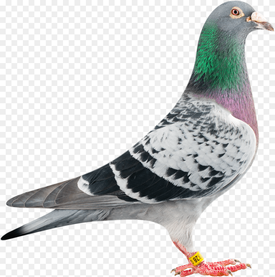Pigeon Racing Pigeon, Animal, Bird, Dove Free Transparent Png