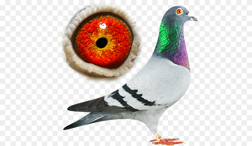 Pigeon Usain Bolt, Animal, Bird, Dove, Candle Free Png Download