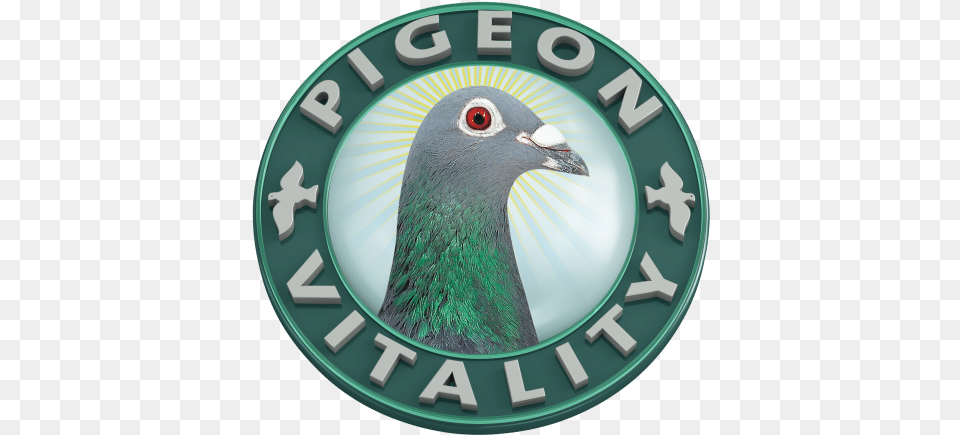 Pigeon Vitality Pigeons, Animal, Bird, Logo, Disk Free Png Download