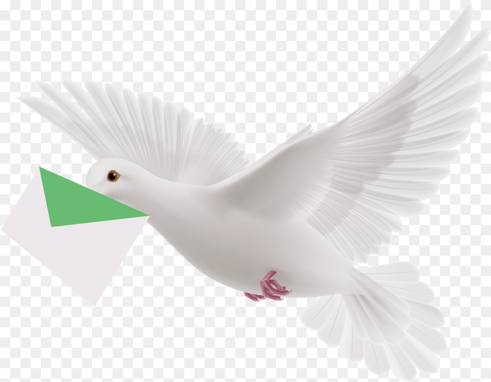 Pigeon White Flying Pigeon, Animal, Bird, Dove Png Image