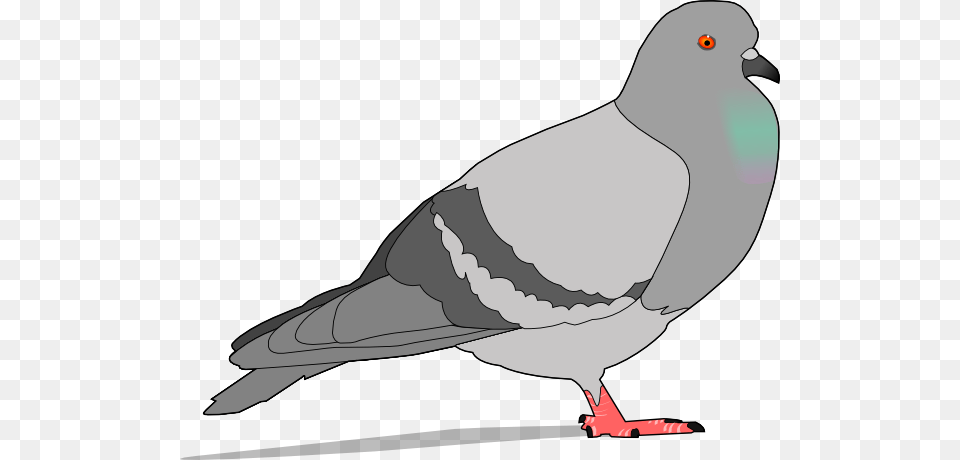 Pigeon With Shadow Clip Arts For Web, Animal, Bird, Dove, Penguin Free Png