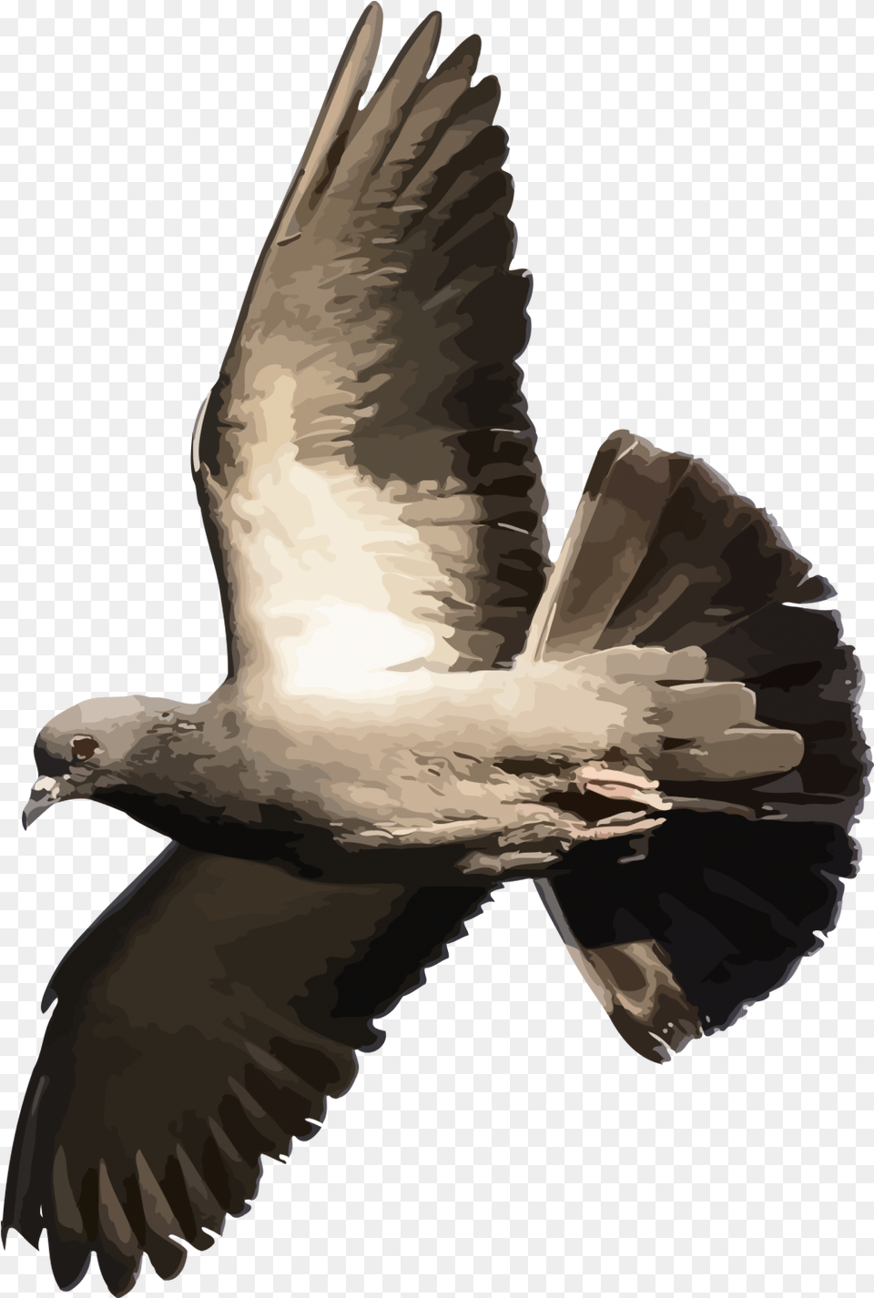 Pigeonpngtransparentimagestransparent Flying Bird Pigeon Transparent, Animal, Dove, Person Free Png