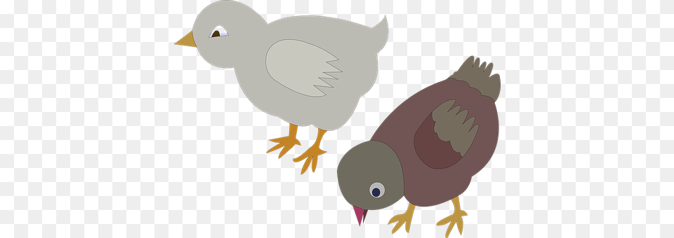 Pigeons Animal, Baby, Bird, Person Png