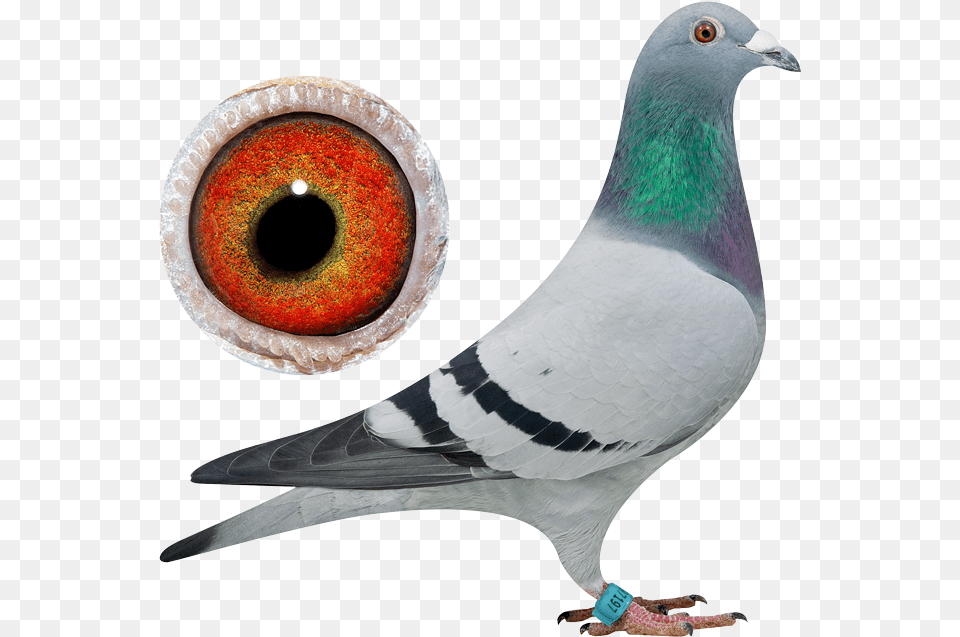 Pigeons, Animal, Bird, Pigeon, Dove Png Image