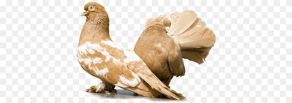 Pigeons Animal, Bird, Pigeon, Dove Free Png