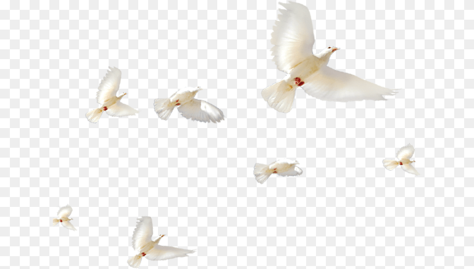 Pigeons And Doves, Animal, Bird, Pigeon, Dove Png Image