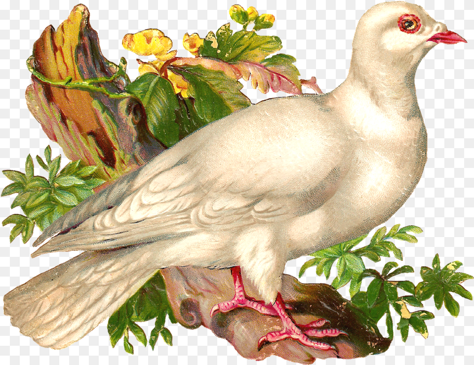 Pigeons And Doves, Animal, Bird, Pigeon, Dove Free Transparent Png