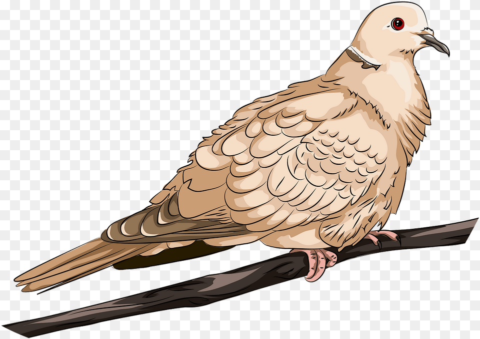 Pigeons And Doves, Animal, Bird, Dove, Pigeon Png