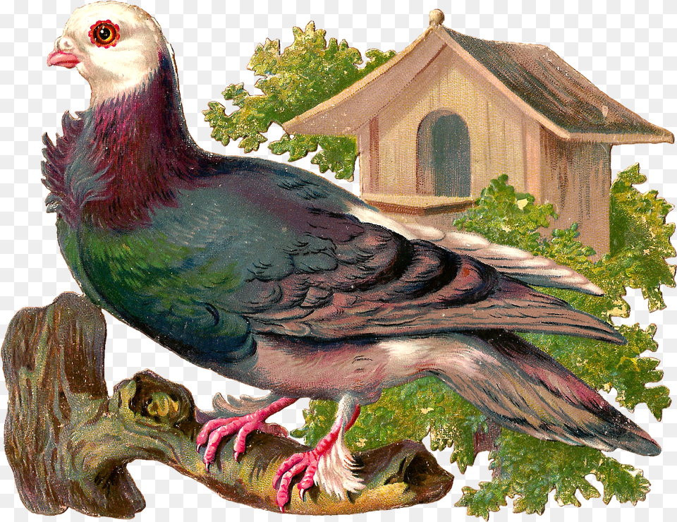 Pigeons And Doves, Animal, Bird, Pigeon, Plant Png