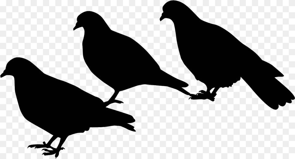 Pigeons And Doves, Gray Free Png