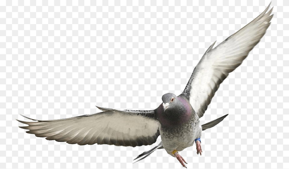 Pigeons And Doves, Animal, Bird, Pigeon, Dove Free Png Download