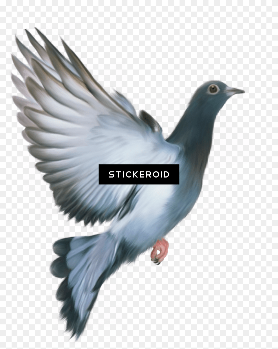 Pigeons And Doves, Accessories, Jewelry, Ring, Animal Free Png