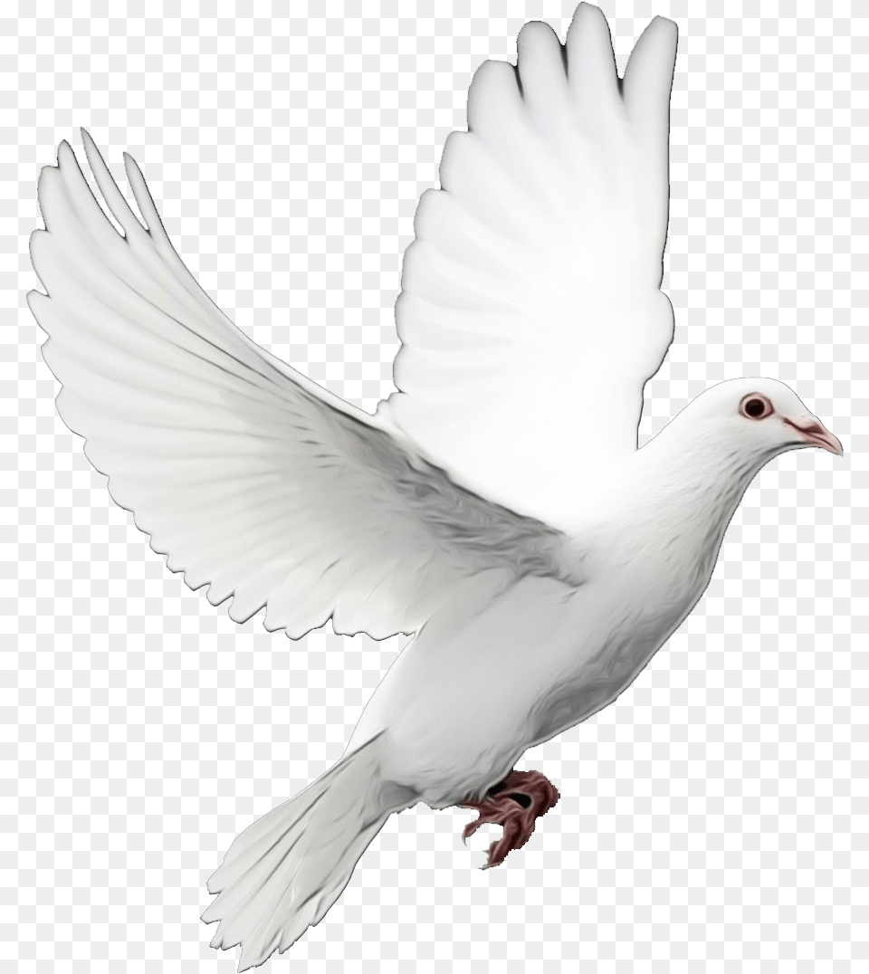 Pigeons And Doves Bird As Symbols Dove Of Peace, Animal, Pigeon Png