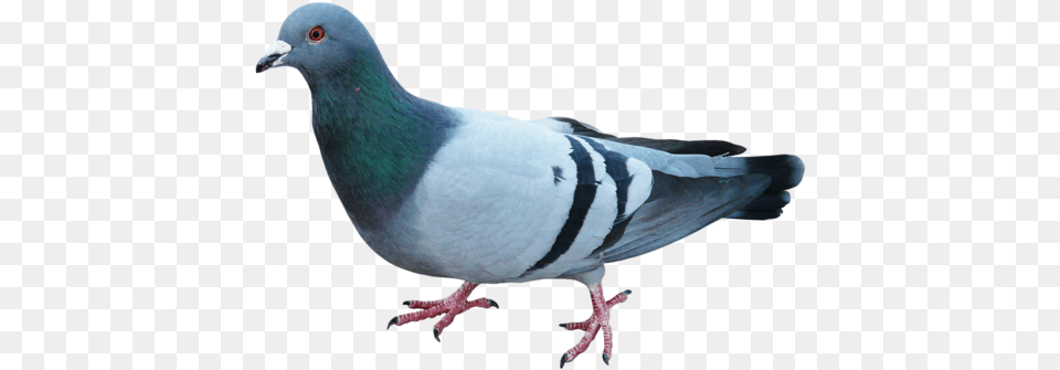 Pigeons And Doves Bird Blue Pigeon Clip Blue Dove Bird, Animal Free Png