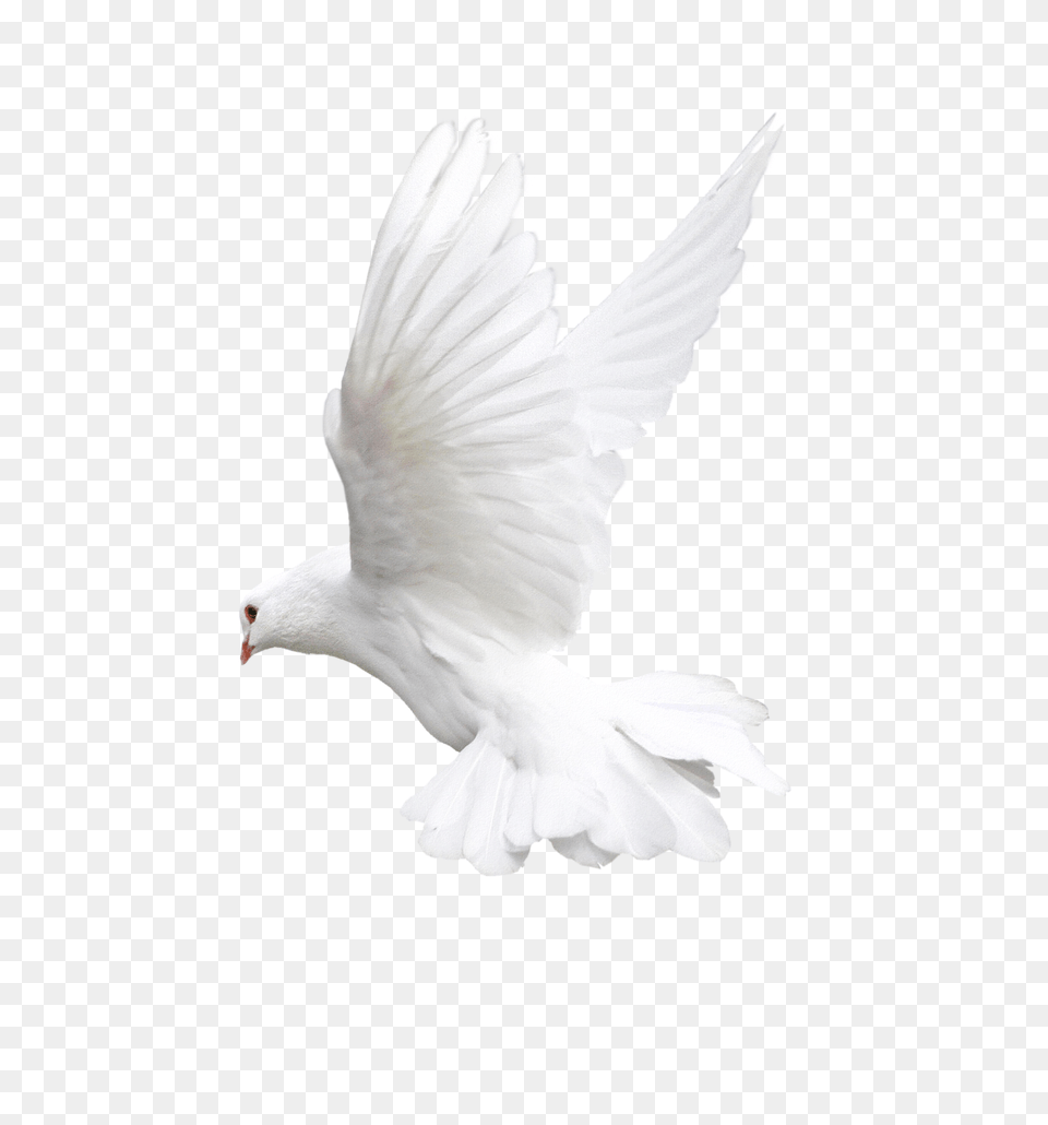 Pigeons And Doves Bird Fantail Pigeon Dove Transparent Background, Animal Png Image