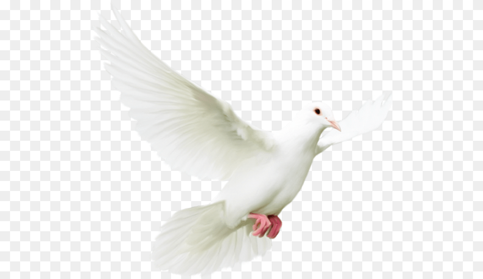 Pigeons And Doves Bird Rock Dove Homing Pigeon Portable Dove, Animal Free Transparent Png