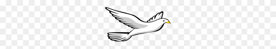 Pigeons And Doves Clipart, Animal, Bird, Flying, Pigeon Free Png