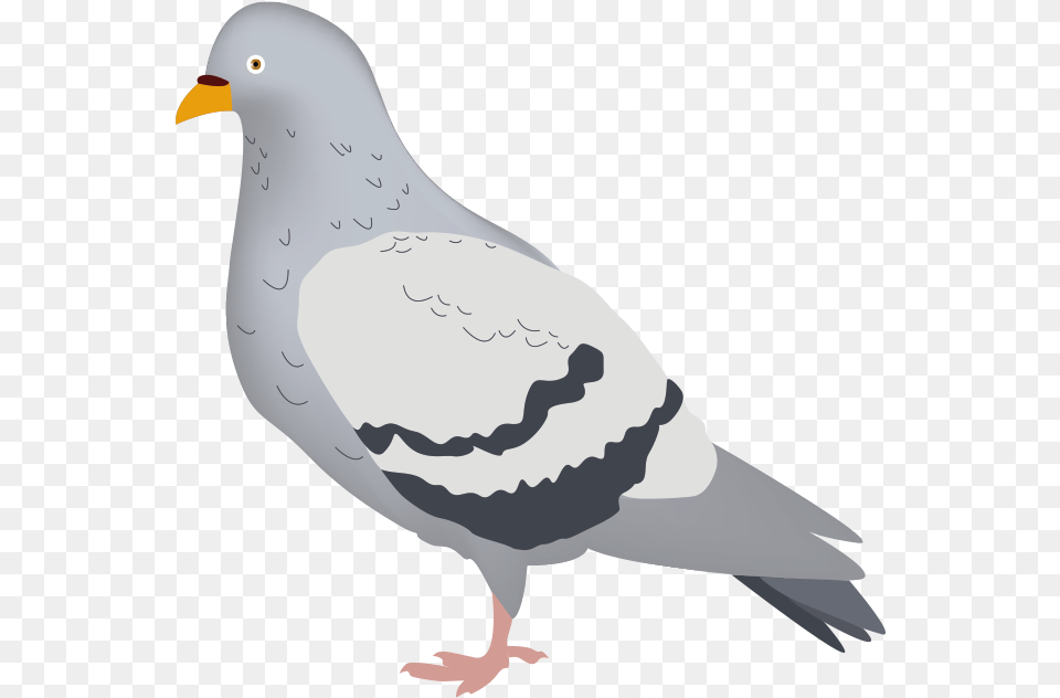 Pigeons And Doves Download Stock Dove, Animal, Bird, Pigeon, Fish Png Image