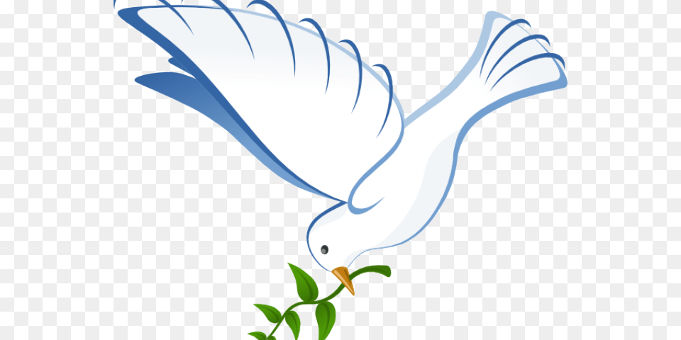 Pigeons And Doves Portable Network Graphics Clip Art White Dove, Animal, Bird, Pigeon, Person Png
