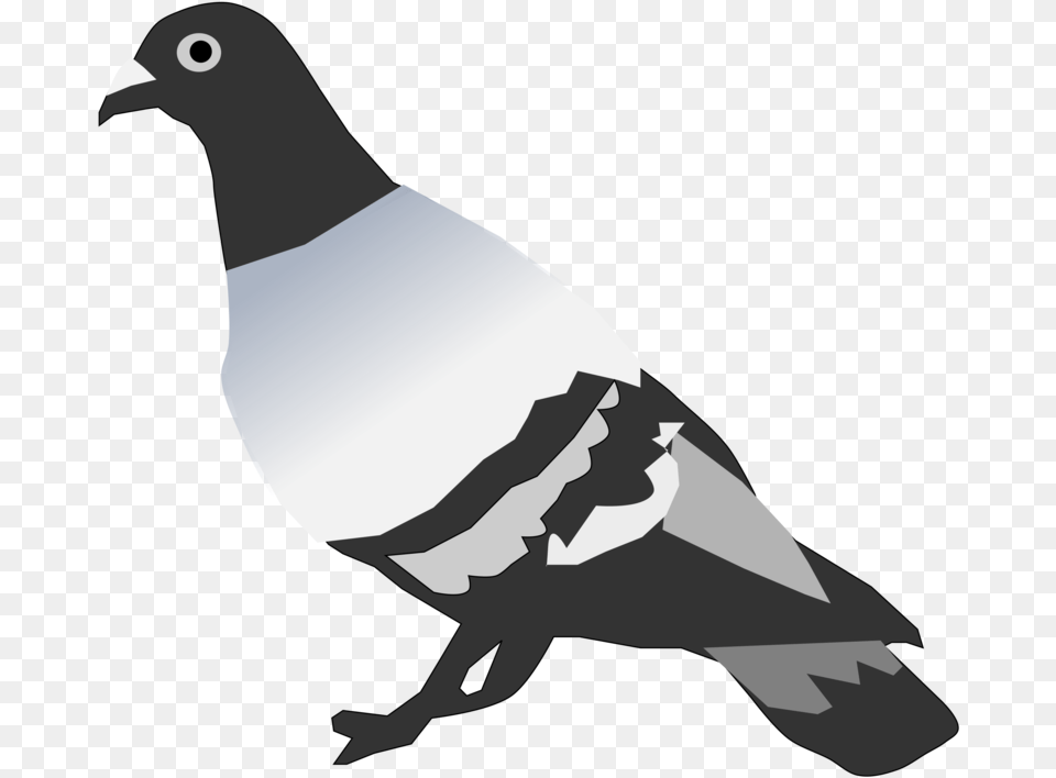 Pigeons And Doves Rock Dove Bird Pigeon Clipart, Animal Png