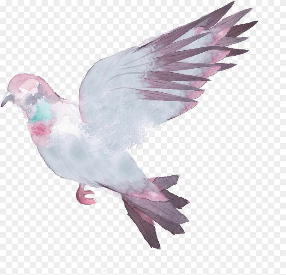 Pigeons And Doves Stock Dove, Animal, Bird, Pigeon Free Png