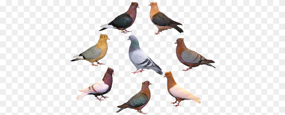 Pigeons Ferrebeekeeper Varieties Of Pigeon, Animal, Bird, Dove Png Image