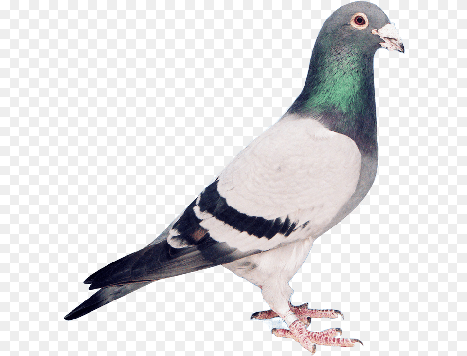 Pigeons Flying, Animal, Bird, Pigeon, Dove Free Transparent Png